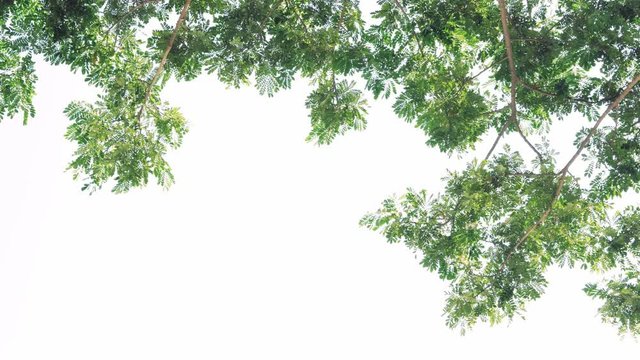 4K Wind blowing green leaves on isolated white background, Moving leaves on natural background