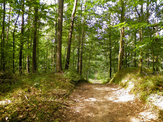 Path in green forest. Summer forest landscape.