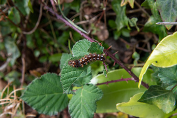 A hairy Yellowtail Moth caterpillar in autumn