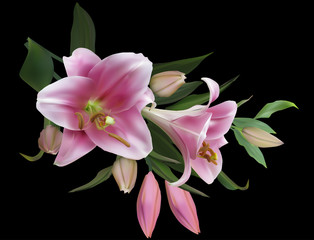 Fototapeta na wymiar isolated on black light pink lily flowers bunch