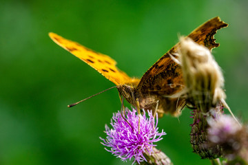 Insekten
