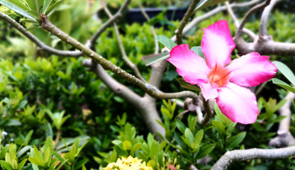 Adenium flowers in Nonthaburi