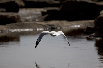 Seagull in flight