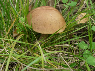 Гриб подберезовик съедобный