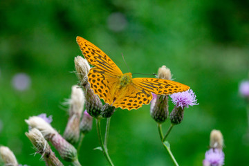 Insekten