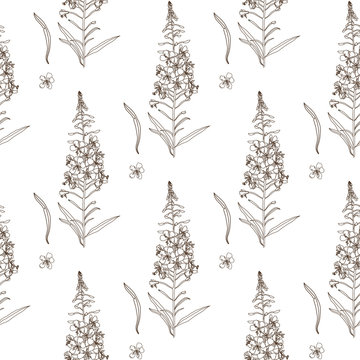 Willow herb seamless pattern. Outline hand drawn botanical vector illustration for packaging, textile print, wallpaper, wrapping paper.