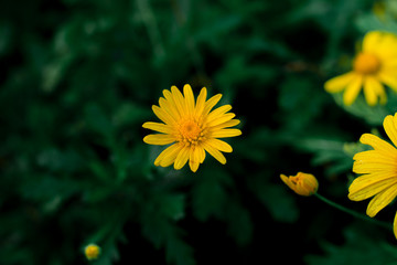 Various kinds of flowers in the winter at the top of the mountain and in a variety of colors