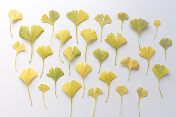 Ginkgo biloba leaves isolated on wood white background. Medicinal plant. Top view.The concept of healthy nutrition.