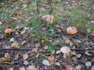 Грибы мухоморы несъедобные гриб подберезовик съедобный