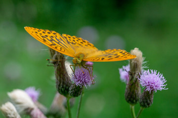 Insekten