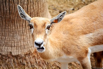 a fawn staring at the camera