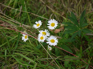 Цветы ромашки полевые 