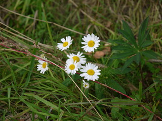 Цветы ромашки полевые