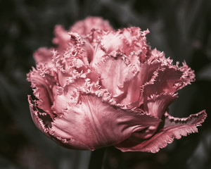 Pink tulip with thorns, stylized