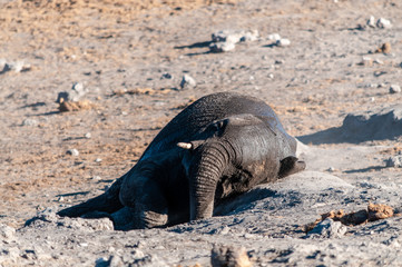 Fototapeta premium An African Elephant -Loxodonta Africana- rolling in the sand of Etosha National Park, Namibia, after having taken a bath.