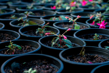 Various kinds of flowers in the winter at the top of the mountain and in a variety of colors