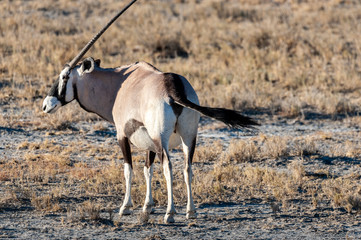 An Oryx - Oryx gazelle- grazing on the plains of Etosha national park, Namibia
