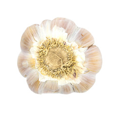 Garlic isolated on white background, bottom view, with clipping path.