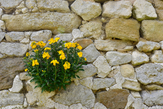 Giroflée des murailles jaune, en touffe sur un vieux mur de pierres, France