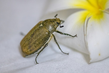 big beetle on temple tree flower