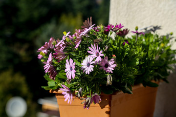 Pink daisies among green leaves in orange flowepot 