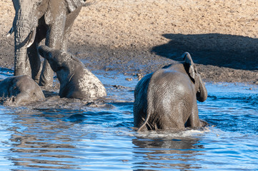 A herd of African Elephants -Loxodonta Africana- bathing in a waterhole in Etosha National Park, Namibia.