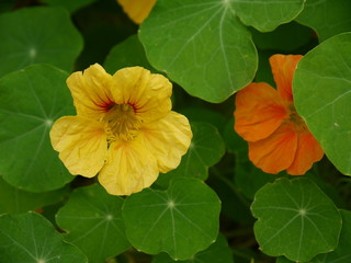 Цветы настурции желтая и оранжевая 