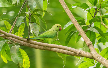 green parrot alexander with red beak on tree