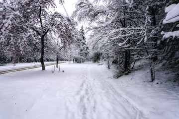 snow-covered city Park with paths in the snow among the trees
