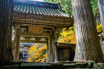 佐渡清水寺の杉と門