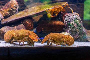 Cute  lobster on a water tank in the aquarium