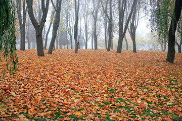 bright autumn colors in the morning park