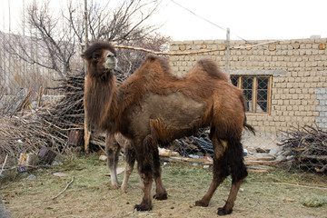 Bactrian camel and baby camels stand and working inside cage waiting travelers people riding at Hunder or Hundar village in nubra tehsil valley at Leh Ladakh in Jammu and Kashmir, India
