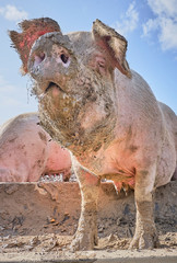 Organic free range pigs in a muddy field