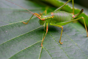 Insekten