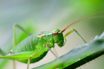 Insekten