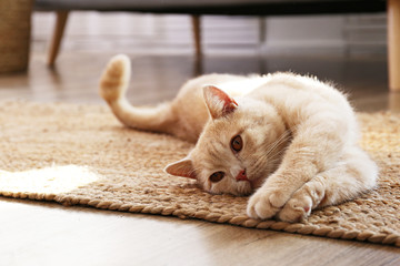 Cute red scottish fold cat with orange eyes lying on grey textile sofa at home. Soft fluffy purebred short hair straight-eared kitty. Background, copy space, close up. - Powered by Adobe