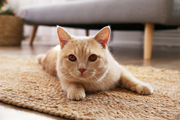 Cute red scottish fold cat with orange eyes lying on grey textile sofa at home. Soft fluffy purebred short hair straight-eared kitty. Background, copy space, close up.