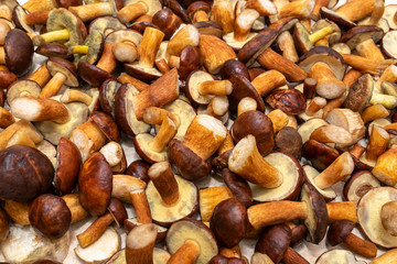 Background made from freshly picked edible mushrooms, different types and sizes.