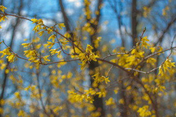 Forsythia yellow flowers on a background of thin branches and blue sky