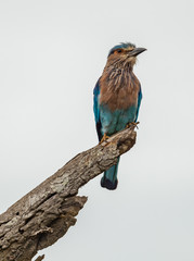 blue roller bird on a branch
