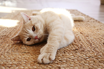 Cute red scottish fold cat with orange eyes lying on grey textile sofa at home. Soft fluffy purebred short hair straight-eared kitty. Background, copy space, close up.