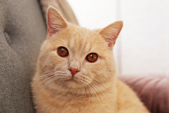 Cute red scottish fold cat with orange eyes lying on grey textile sofa at home. Soft fluffy purebred short hair straight-eared kitty. Background, copy space, close up.
