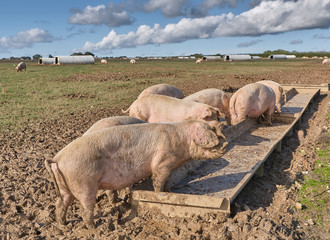 Organic free range pigs in a muddy field