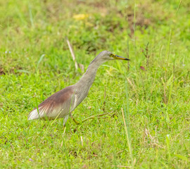 egret on rice field looking for food