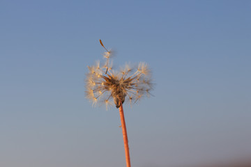 dandelion on background of blue sky