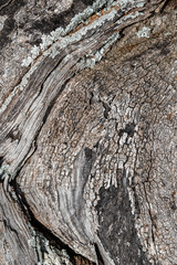 Olive tree bark close up