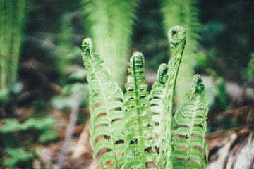 a small fern blooming in spring