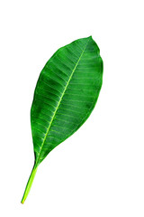 Green leaves isolated on  white background.Frangipani leaves.