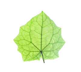 Fototapeta premium Green leaves with vein patterns and reflection from sunshine isolated on white background , clipping path